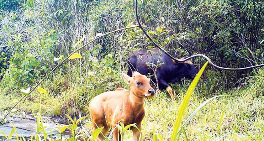 Animals at Virachay National Park 