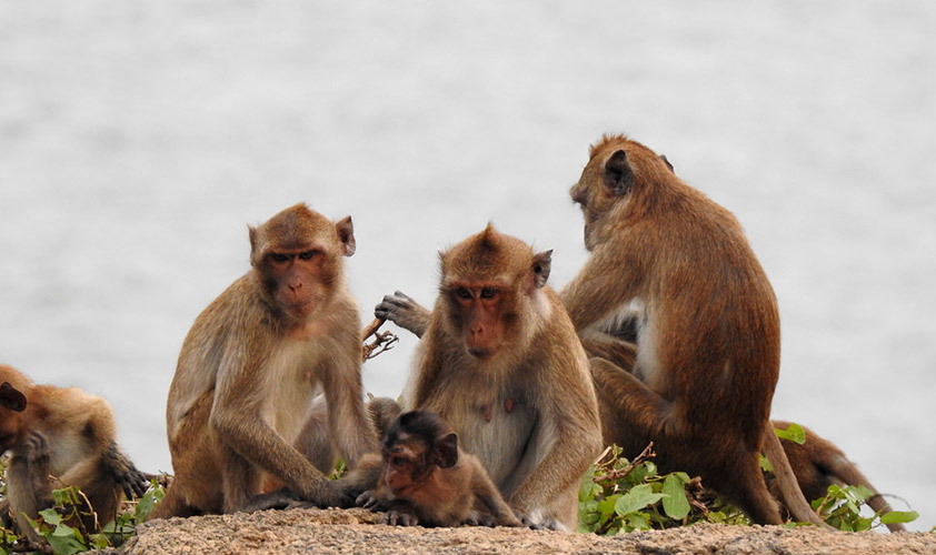 Monkeys on Monket mountain