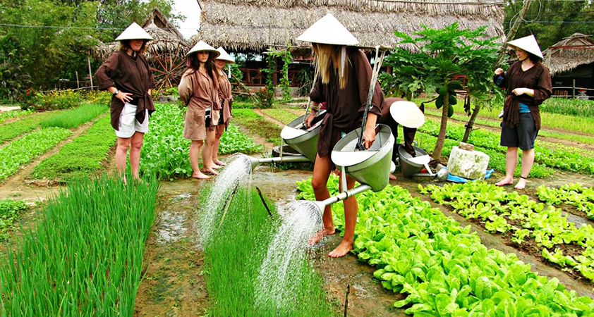 These vegetable fields are nice places to visit in Hoi An