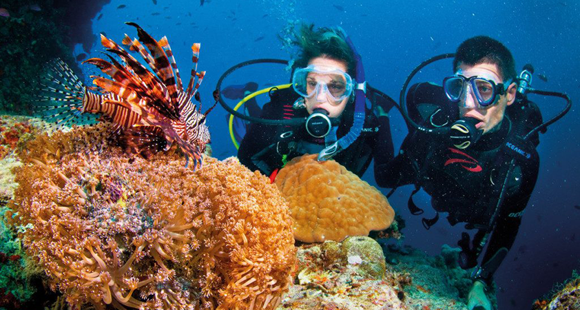 Join a diving tour to discover the marine life